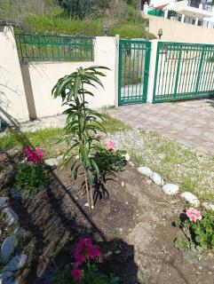 Villa Klelia - Afando - 4