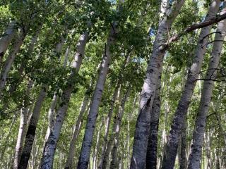 Aasvogelkrans Farm Cottages & Camping - Nieu-Bethesda - 3