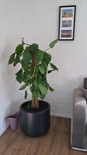 Ferienwohnung Chrissy - 1