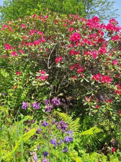 Paradiesken am Berg - Schmallenberg - 4