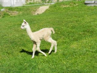 Ferienwohnung Mayrhofer - 4