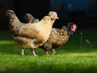 Emma's Villa - Steps from Hot Springs & Nature - 2