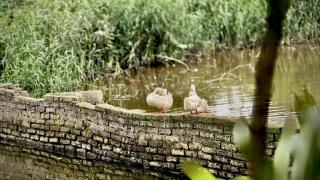 Trang An Natura Bungalow - 8