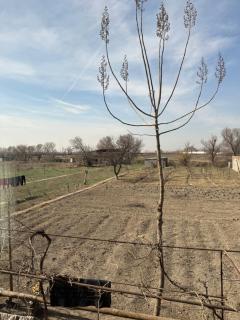 Ararat Village Homestay - - 3