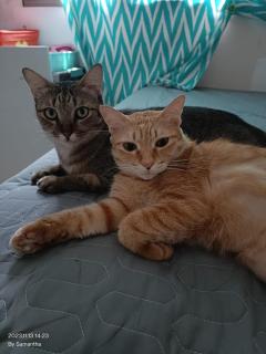 Furry Companion Stay at Larkin - 5