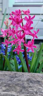 Baxters Bonnie Garden - - 2