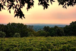 Mas des Collines - Saint-Hippolyte-le-Graveyron - 4