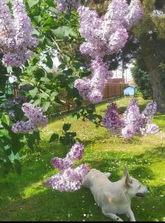 Zaścianek Roztocze - 8