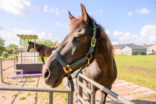 Landhaus Ferienwohnung 1 - Bauernhof Hopp Vadersdorf - Fehmarn - 8