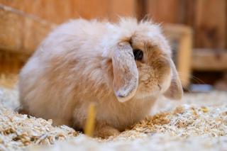 Landhaus Ferienwohnung 1 - Bauernhof Hopp Vadersdorf - Fehmarn - 6