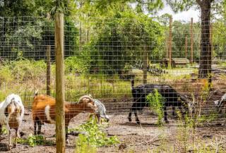 Tiny House surrounded by Florida farm beauty - Arcadia - 3