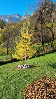 Petit mazot savoyard - Servoz - 2