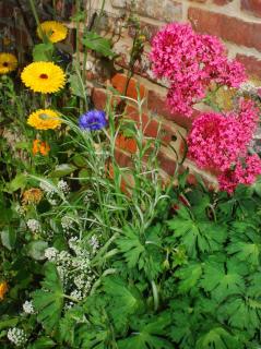 Petite maison et grand jardin Wifi Mer a 20 minutes - - 7