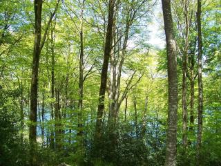 Les gites de la planette - gite 5 - Saint-Amans-Valtoret - 0