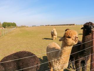 Alpaca Lodge - Grantham - 8
