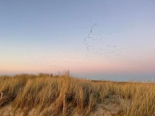 Chalet Lutafaro near beach Petten - 1
