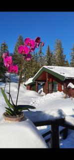 Cabin Room on DaVita Ranch - - 6
