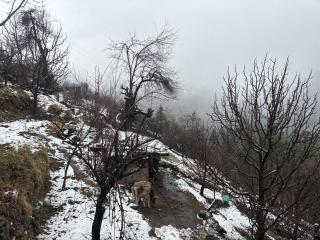 Nirvana Stays Sangla - Sāngla - 6