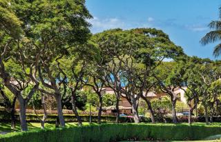 Palms at Wailea 604 condo - Wailea - 4