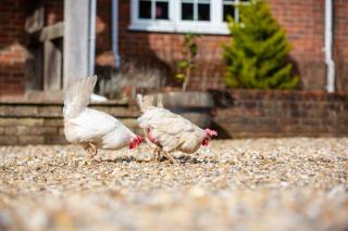 Langford farmhouse - New Forest National Park Luxury 4bd, hot tub, cinema, 10 acres - 7