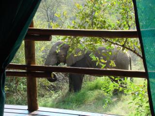 Muweti Bush Lodge - Grietjie Nature Reserve - 7