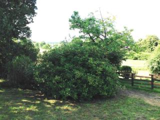 Sommerhäuschen - Zinnowitz - 5
