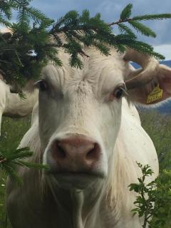 Mountain house with a view - 5