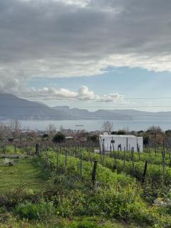 Vigna delle Rose - Trecase - 6