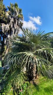 Le Phoenix de la Palmeraie - Istres - 4