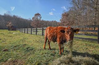 Couples Retreat - The HayLoft- Rustic Escape For 2 - Oakland - 5