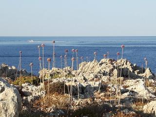 Ficula Vell Beachfront Villa with Private Pool - Punta Grossa - 1