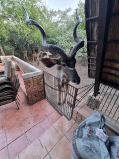 Ratel Retreat - Marloth Park - 1
