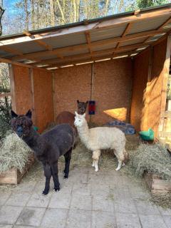 Forsthäuschen am Ponyhof - 9