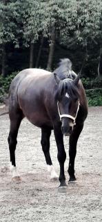Forsthäuschen am Ponyhof - Wonsheim - 4
