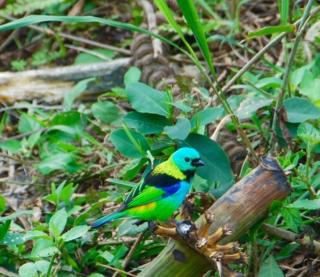 Eco Lodge in nature -10 min to Paraty centerl - Paraty - 7