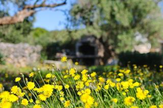 Secluded fisherman's cottage Cove Ladjin - Landjin, Pasman - 24044 - Tkon - 5