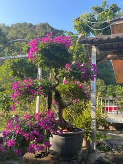 Cat Ba Love House - Cat Ba - 8