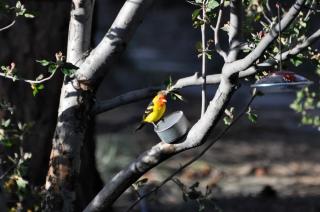 Birders, botanist and hikers’ oasis in FLG - Flagstaff - 8