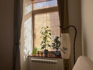 Bamboo - Praga - 9