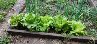 Jabłkowo-na skraju Puszczy Boreckiej ŚNIADANIA W CENIE - 5