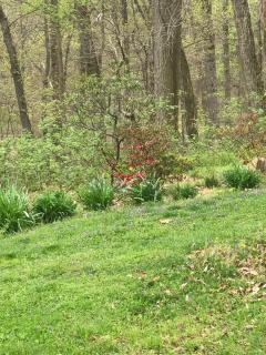Forest View - 5