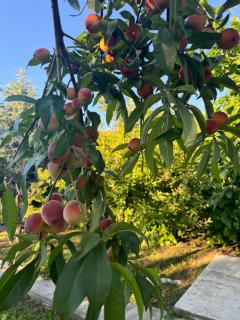 O Casǎ - 23 August - 4