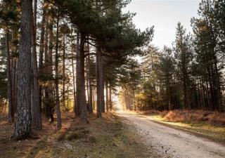 Lavender Cottage - Brockenhurst - Brockenhurst - 1