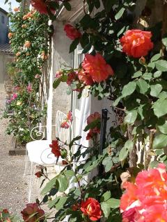 Gîte des oiseaux - Préchac - 8