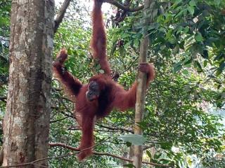 Jungle treking & Jungle Tour if you want to stay here,you must book treking only with us - Bukit Lawang - 1