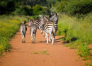 Finfoot Lake Reserve by Dream Resorts - Vaalkop Dam - 2