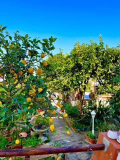 Villa Elke - Ischia - 2