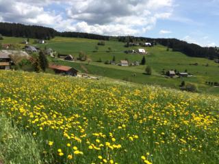 Ferienhaus Robin - Titisee-Neustadt - 1