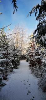 Sycamore and Stars Off Grid Retreat - Grasby - 1