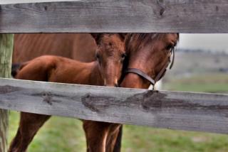 The Farm at Fox Hollow - - 2